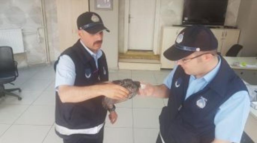 Yaralı G&uuml;vercinin İmdadına Zabıta Yetişti