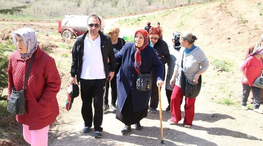 &Ccedil;am Fidanları Toprakla Buluştu