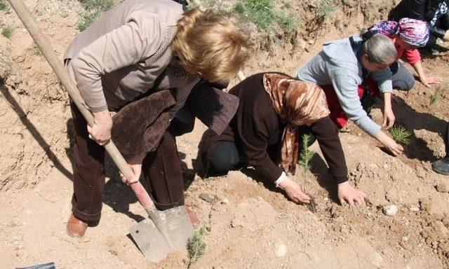 Çam Fidanları Toprakla Buluştu