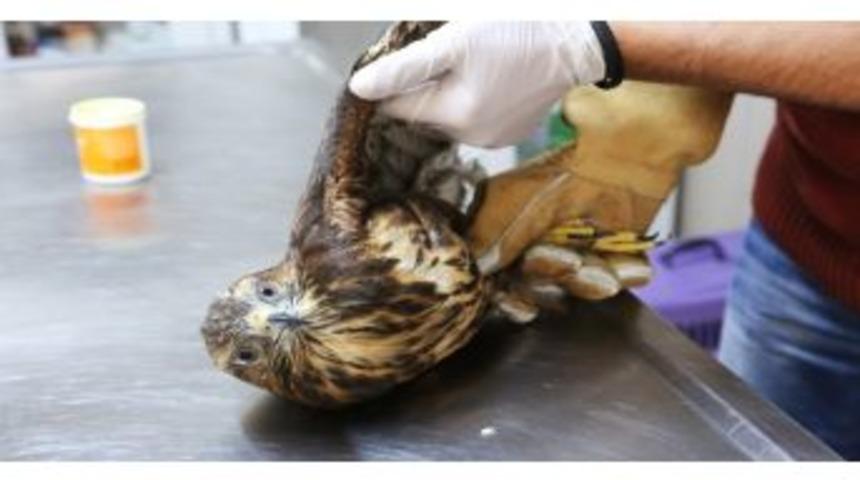 3 Ayda 70 Yaralı Hayvan Tedavi Edildi