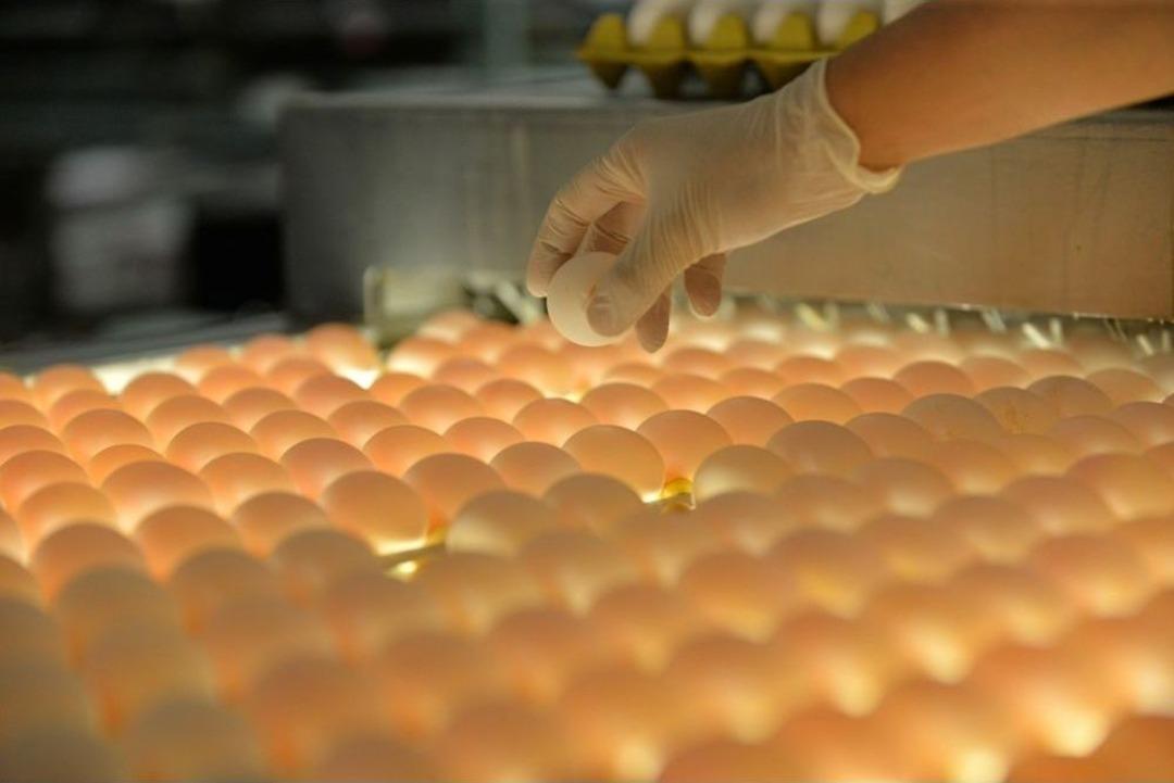 T&uuml;rkiye&rsquo;den İhra&ccedil; Edilen Her 3 Yumurtadan Biri Kayseri&rsquo;den