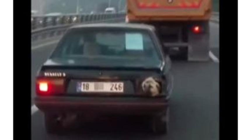 Başkentte Hayrete D&uuml;ş&uuml;ren G&ouml;r&uuml;nt&uuml;: Stop Lambası Yerine K&ouml;pek Kafası