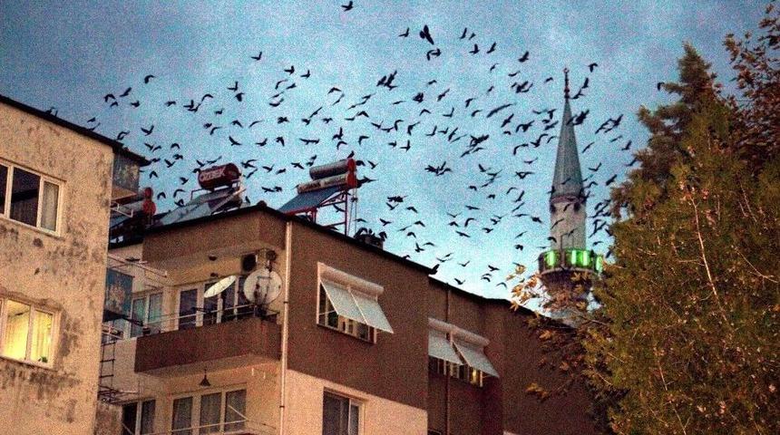 Kargaların Akşam Dansı