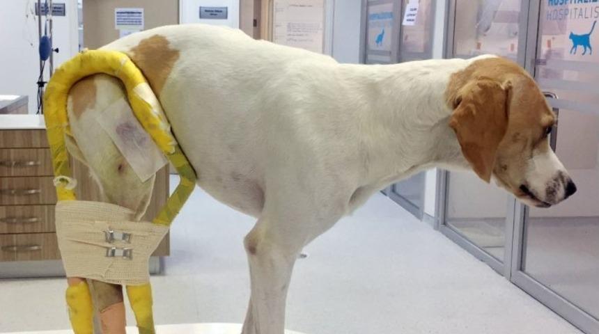 3d Yazıcı İle Hayvanlara Özel Splint Üretildi