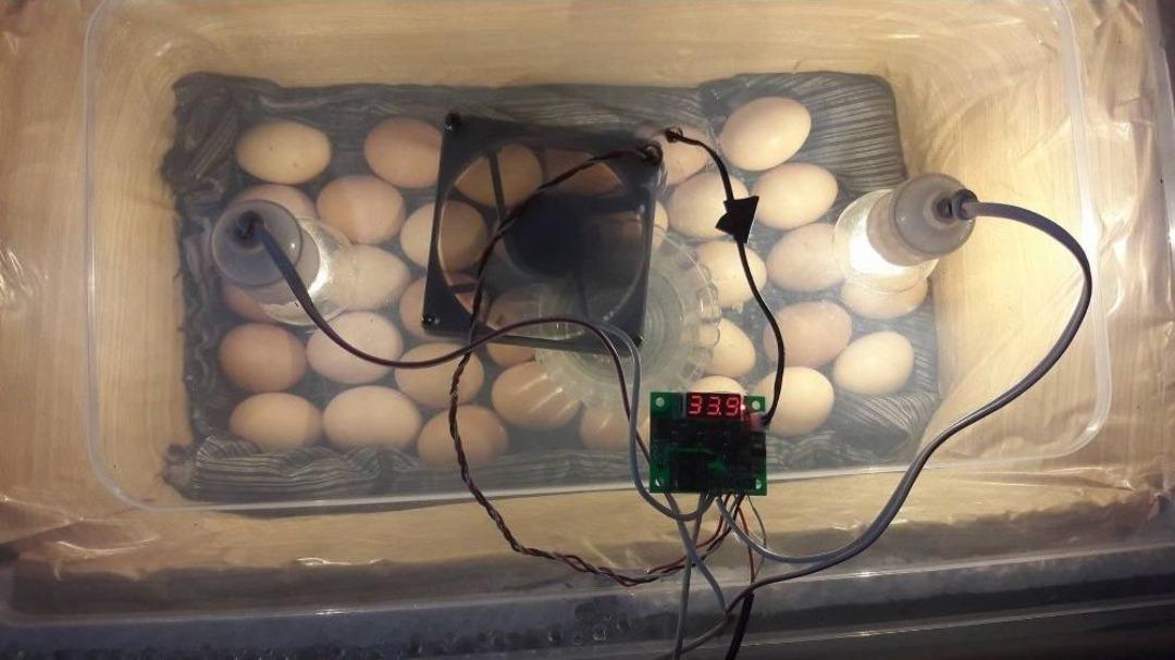 Kendi &Uuml;rettiği Kulu&ccedil;ka Makinasıyla &rsquo;civciv&rsquo; &Ccedil;ıkarıyor