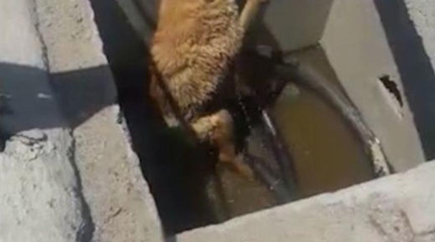 (&ouml;zel) Tem&rsquo;de "bı&ccedil;kın" K&ouml;peği Kurtarma Operasyonu Kamerada