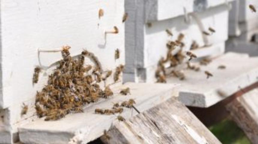 120 Kovan Arılarla Birlikte &Ccedil;alındı