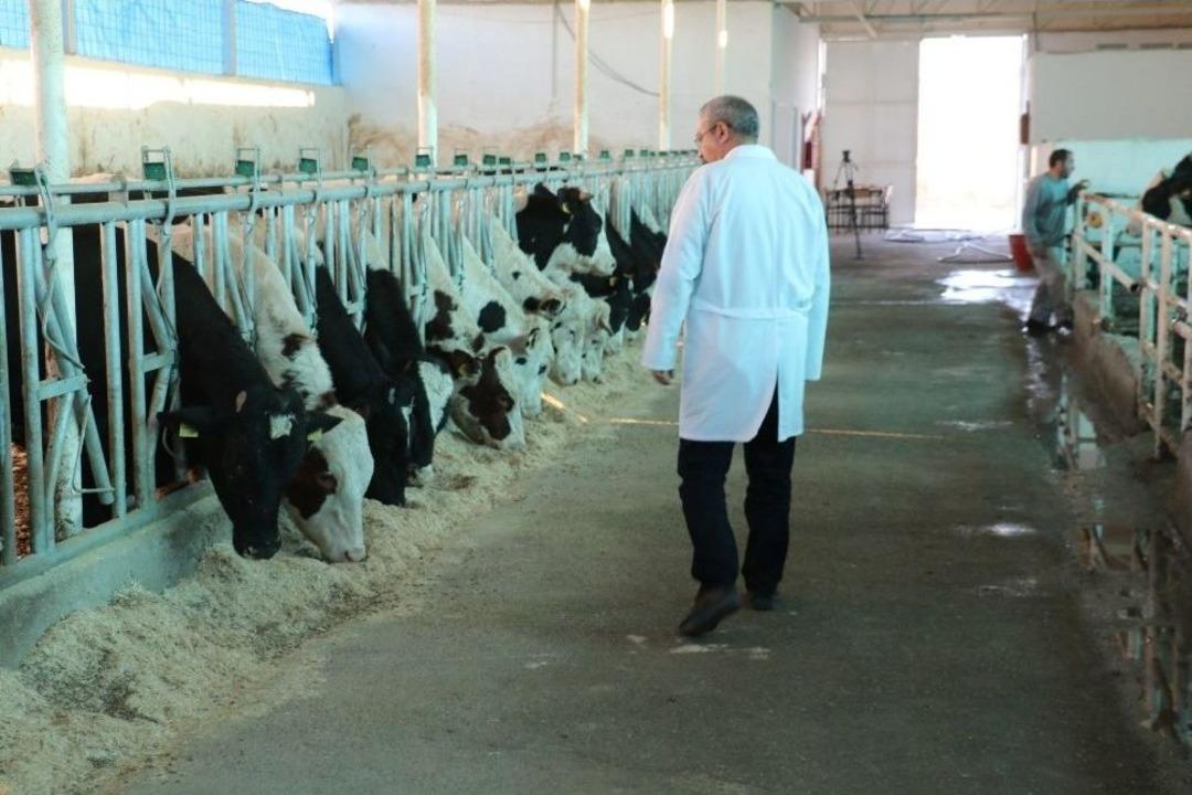 D&uuml;&rsquo;de 30 B&uuml;y&uuml;kbaş Hayvanla 24 Saat Kesintisiz Enerji &Uuml;retiliyor