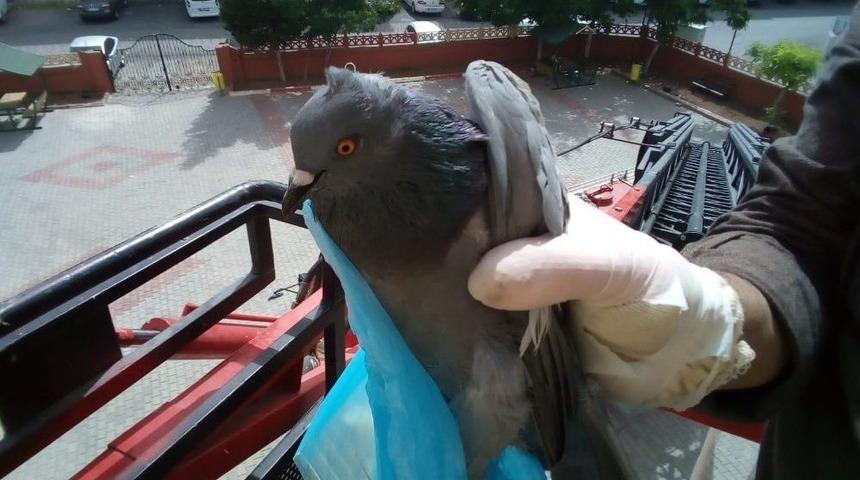 Siirt’te Güvercin Kurtarma Operasyonu