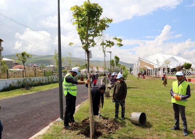 Van Büyükşehir Belediyesinin Ağaç Dikme Rekoru Tescillendi