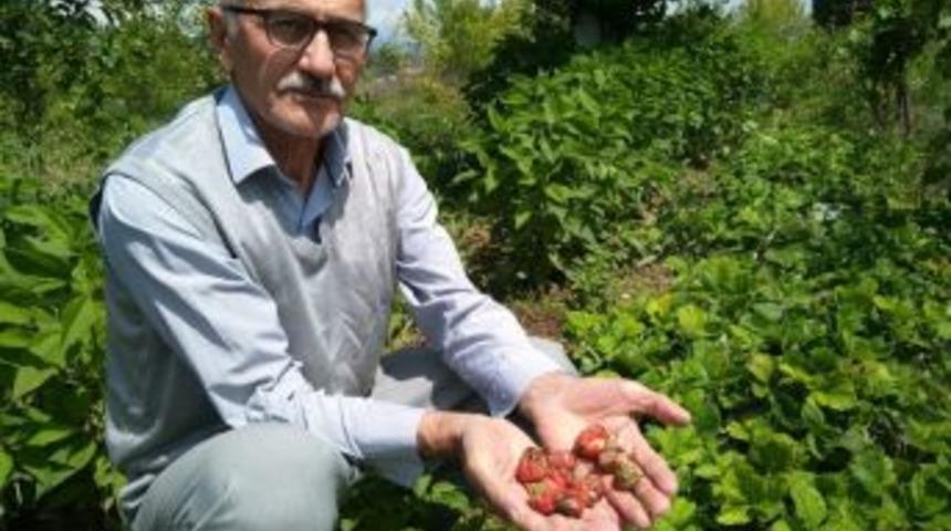 Aşırı Yağışlar Çilek Üreticisini Vurdu