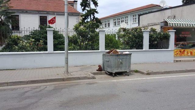 Çöp Konteynerinin Yanına Bırakılan Oyuncak Ayı Paniğe Yol Açtı