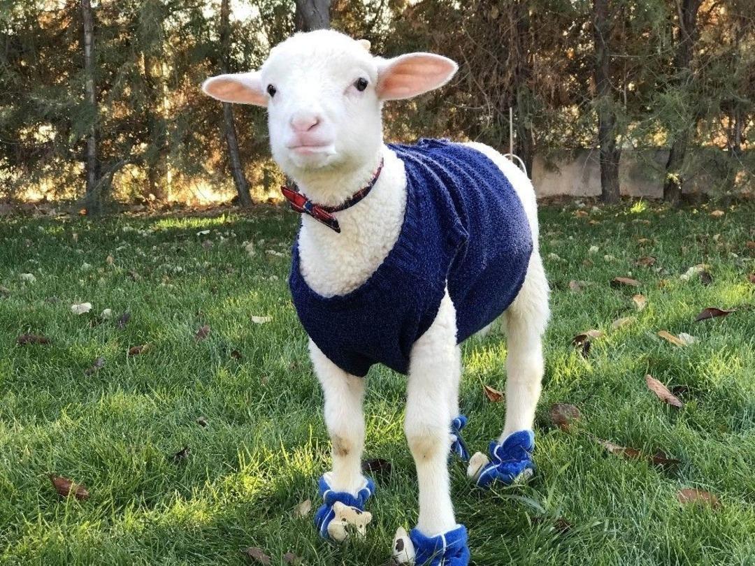 (&ouml;zel Haber) Kuzusuna &Ccedil;ocuğu Gibi Bakıyor