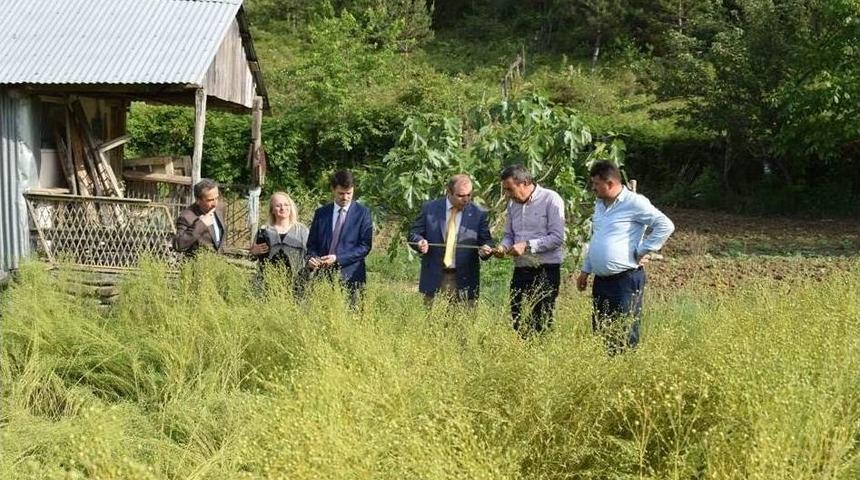 "ayancık Keten Bezi" Tescillendi