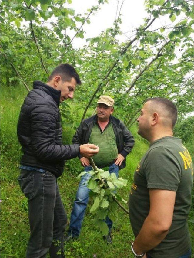 Fatsa’da Mahallelerde Çiftçi Bilgilendirme Toplantıları