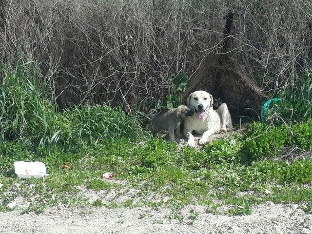 Kuyuya Düşen Yavru Köpek 11 Saatlik Çalışmayla Kurtarıldı