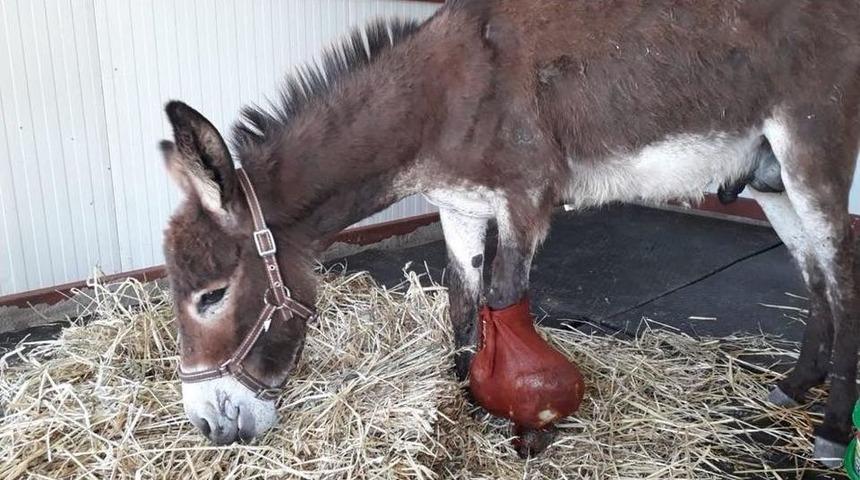 Eşeğin Bacağındaki T&uuml;m&ouml;r İ&ccedil;in Seferberlik