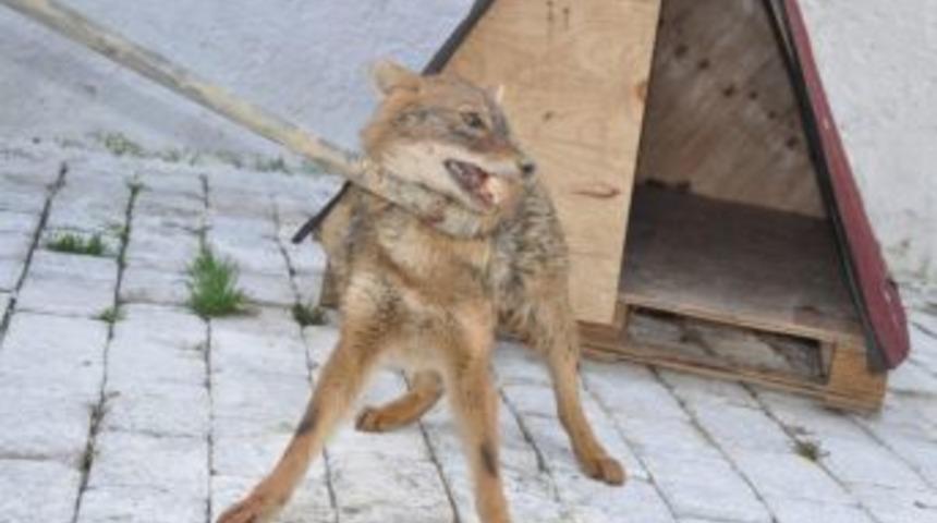 G&ouml;lette Mahsur Kalan &Ccedil;akalları Belediye Kurtardı