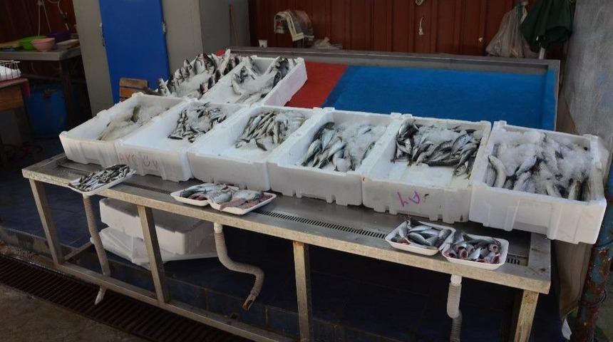 Sezonun Son Balıkları