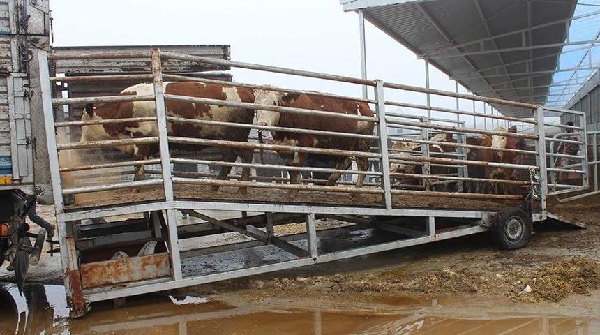 Tarım Kredi Besilik Danaları Sahiplerine Dağıttı