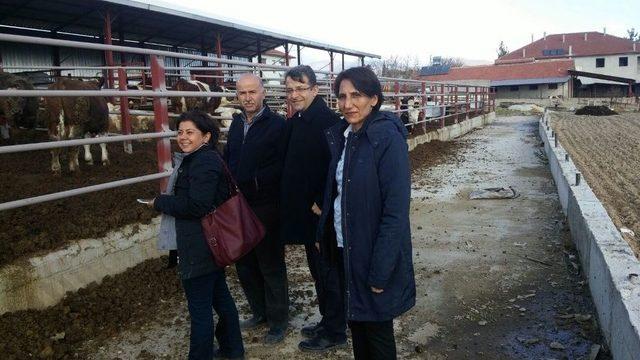 Tarım Kredi Besilik Danaları Sahiplerine Dağıttı