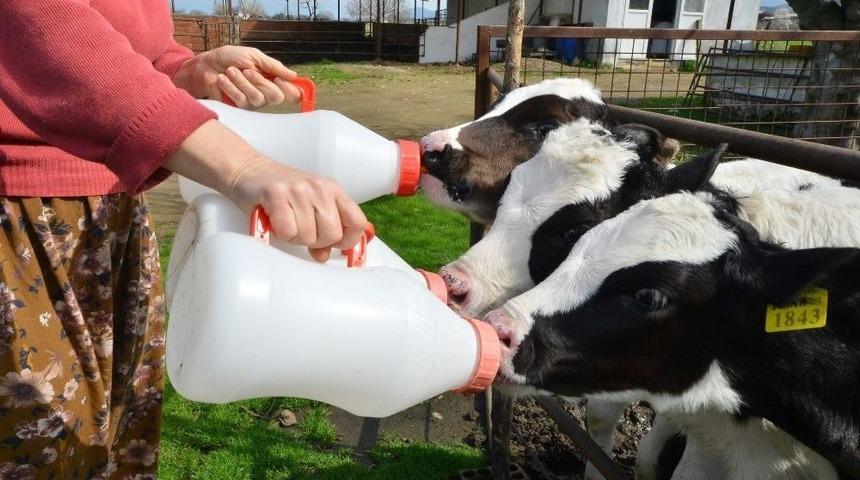 En Mutlu Süt Üreticileri İzmir’de