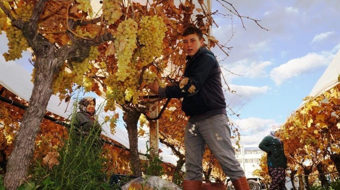 Sarıg&ouml;l&rsquo;de &Uuml;z&uuml;mde Kış Hasadı