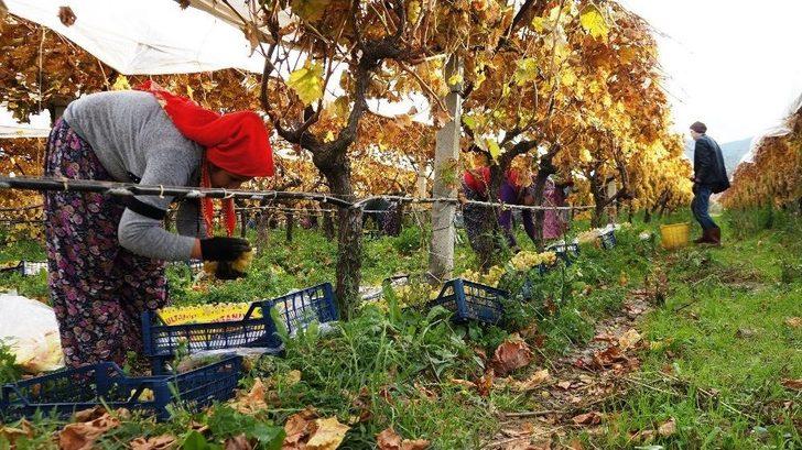 Sarıgöl’de Üzümde Kış Hasadı G1