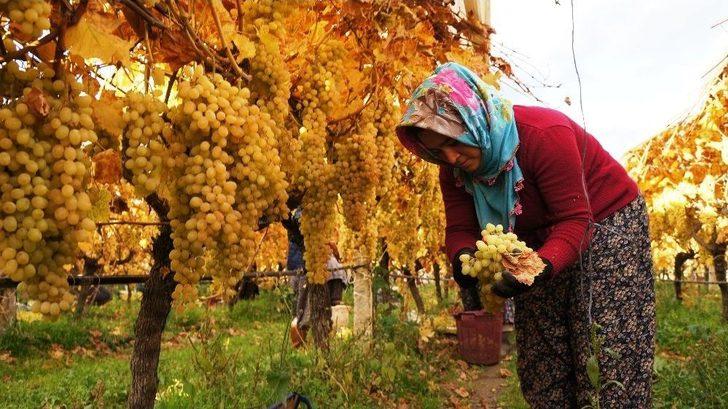 Sarıgöl’de Üzümde Kış Hasadı G2