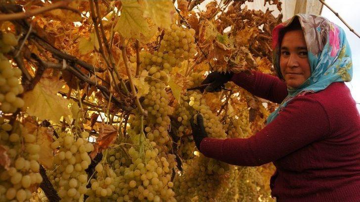 Sarıgöl’de Üzümde Kış Hasadı G3