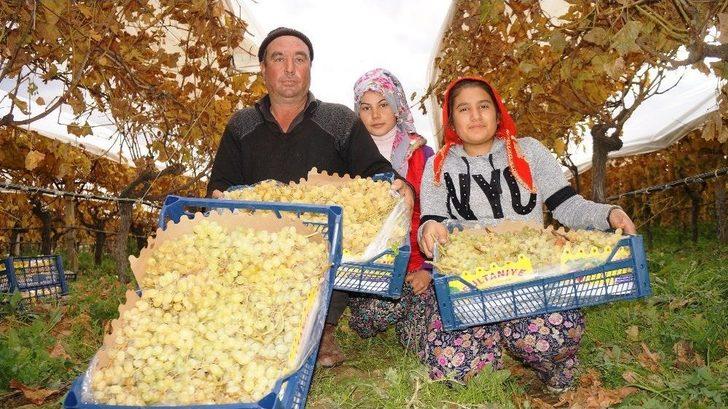 Sarıgöl’de Üzümde Kış Hasadı G4