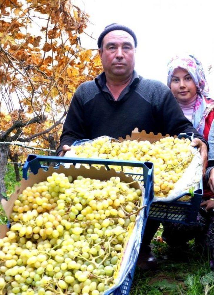 Sarıgöl’de Üzümde Kış Hasadı G5