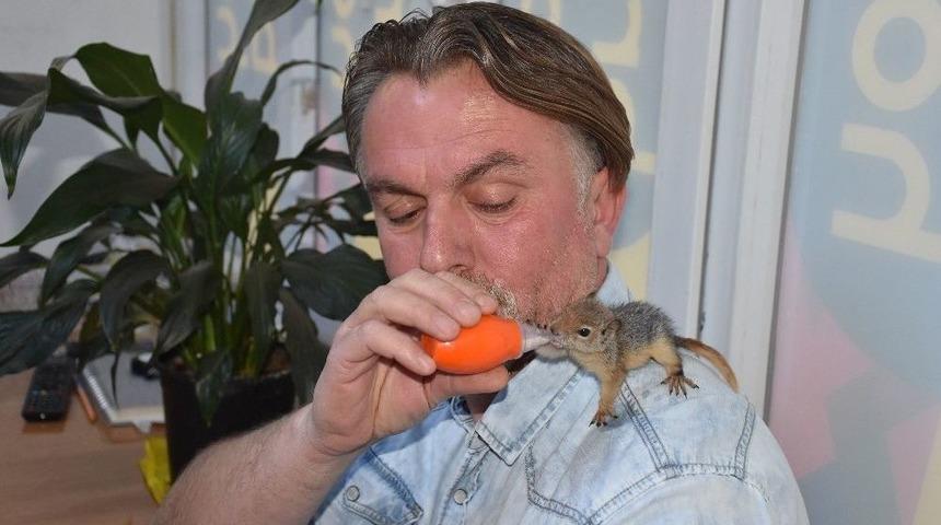 K&uuml;t&uuml;kten &Ccedil;ıkan Yavru Sincapları Evladı Gibi Besliyor