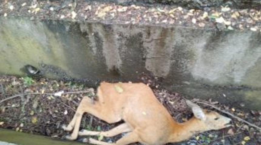 Sulama Kanalına D&uuml;şen Karaca Telef Oldu