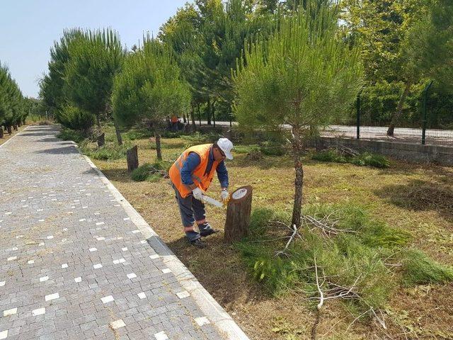 Manavgat Şehitler Ormanına Bakım Yapıldı