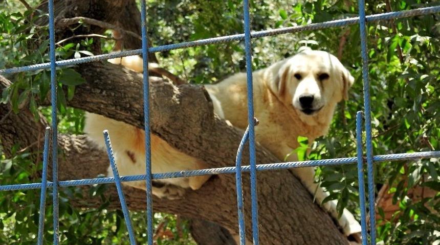 Hayvan Barınağında Olumsuz İddialara Kaymakamdan Denetleme