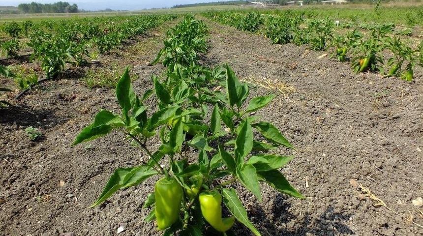 &Uuml;niversiteden Halka &ldquo;organik Tarım&rdquo; Eğitimi