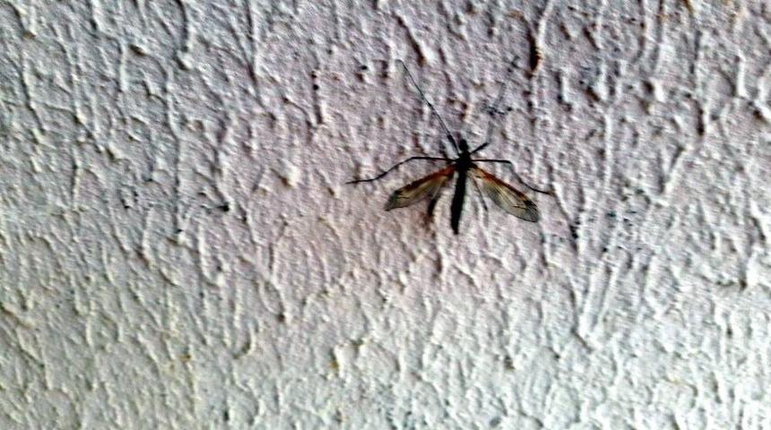 Sinekler Yenişehirlileri Canından Bezdirdi