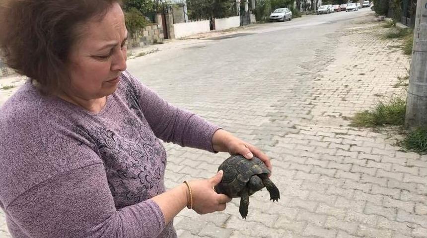Yavru Kaplumbağayı &Ccedil;&ouml;pe Atıp &Ouml;l&uuml;me Terk Ettiler