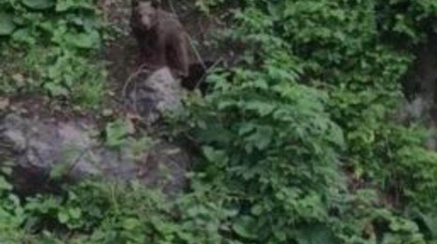 &Ccedil;alılıklarda Mahsur Kalan Yavru Ayı Kurtarıldı