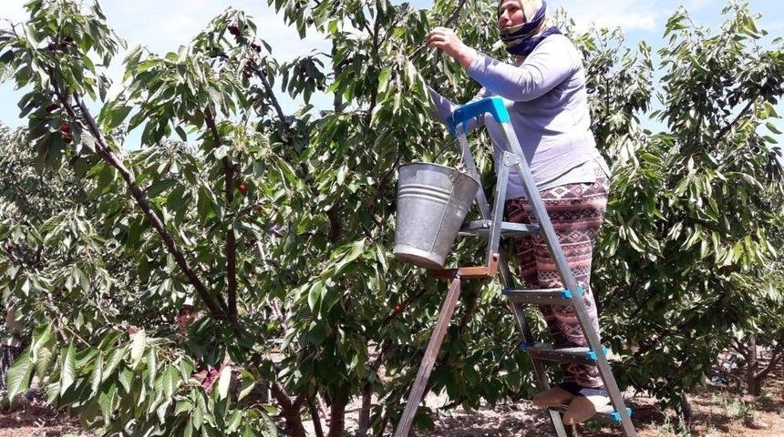 &Ccedil;eribaşı Kirazında Hasat Başladı