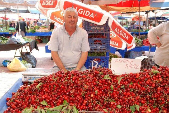 Çeribaşı Kirazında Hasat Başladı