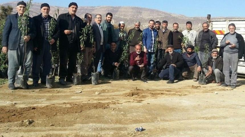 &Ccedil;ift&ccedil;ilere 11 Bin 805 Fidan Dağıtıldı