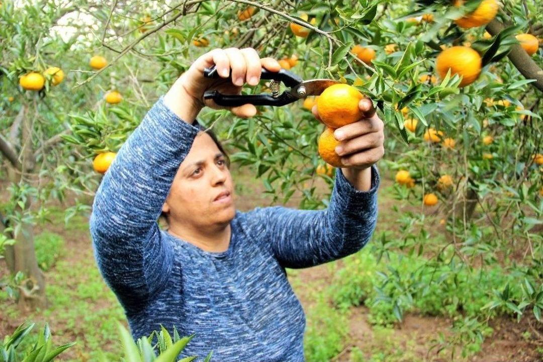 Mandalinadan Zarar Eden &Uuml;retici, Kokusundan Kolonya, Tadından Lokum, Kabuğundan Cips, &Ccedil;ekirdeğinden Yağ &Ccedil;ıkardı