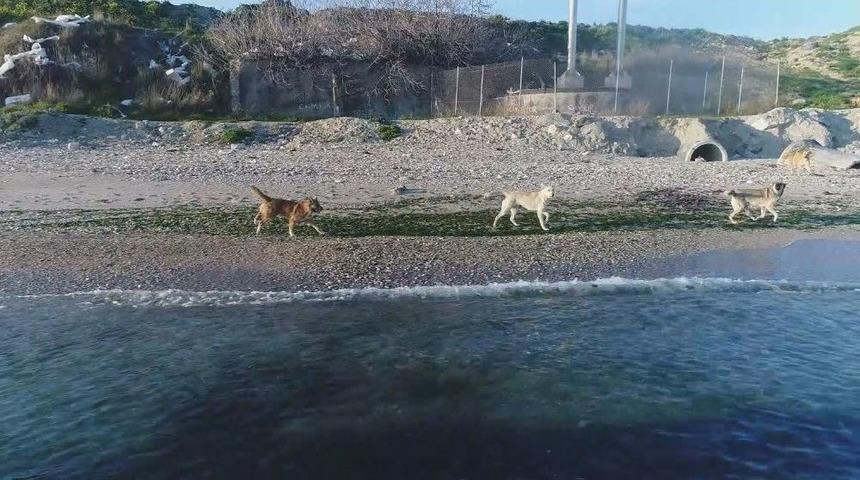 K&ouml;peklerin Drone İle İmtihanı