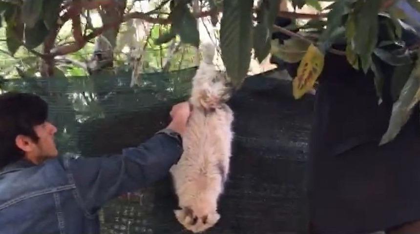 Ayağı Tele Takılan Kediyi Vatandaşlar Kurtardı