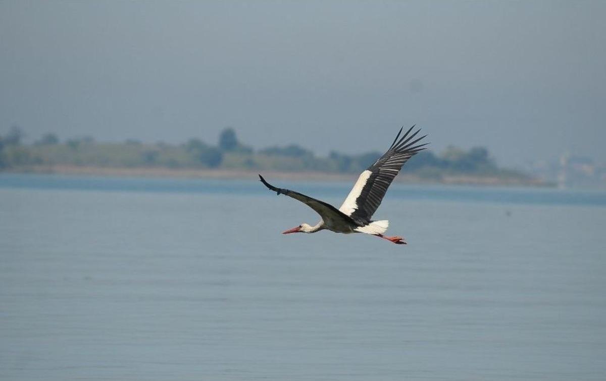 (&ouml;zel Haber) Leylekler Bu Yıl K&ouml;ylerine Gelmedi