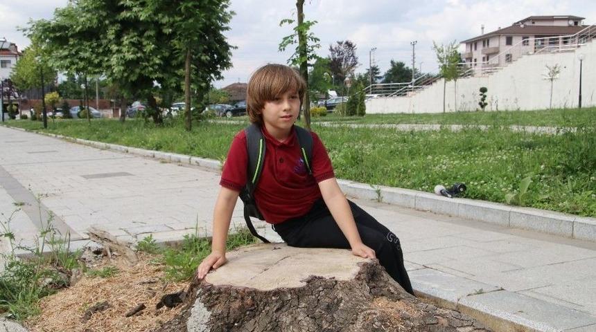 Kesilen Ağaca Ağlayan Minik Doruk Daha Çok Ağaç Dikilmesini İstiyor