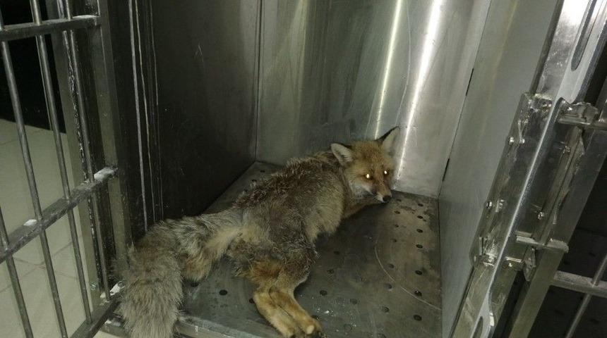 Aracın Çarpması Sonucu Yaralanan Hamile Tilki 3 Yavru Dünyaya Getirdi