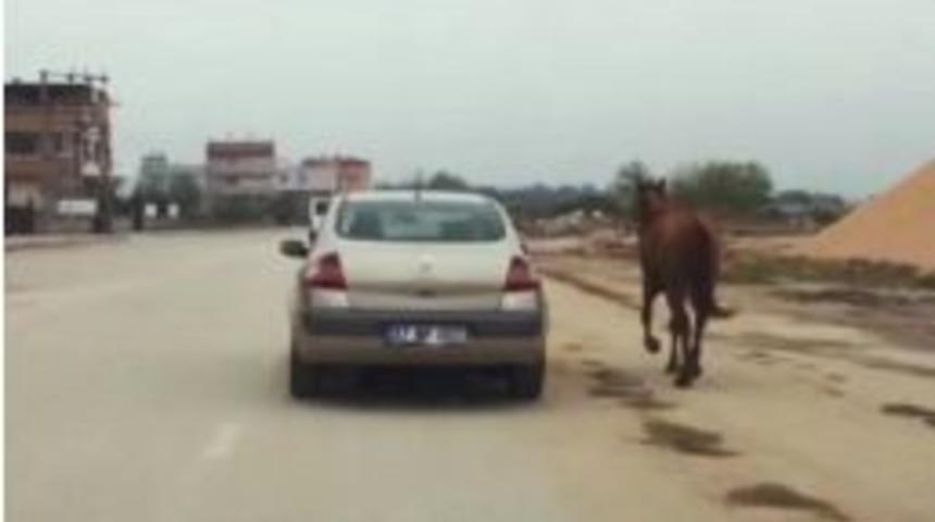Atı Otomobiline Bağlayıp Koşturdu